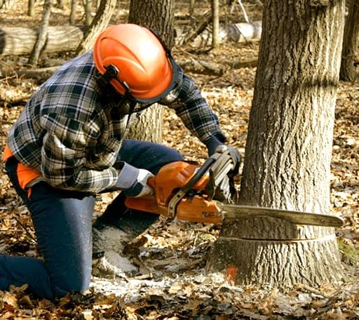 Tree Removal in Lewiston Woodville, NC
